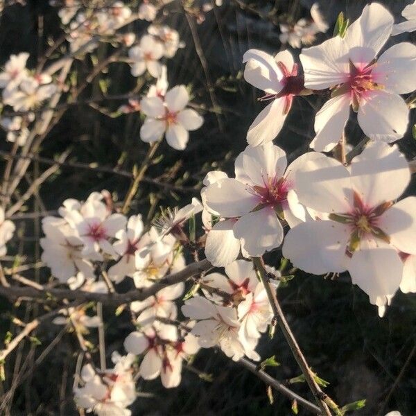Prunus dulcis Blomst