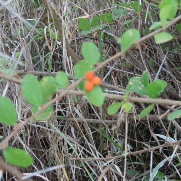 Grewia similis Fruit