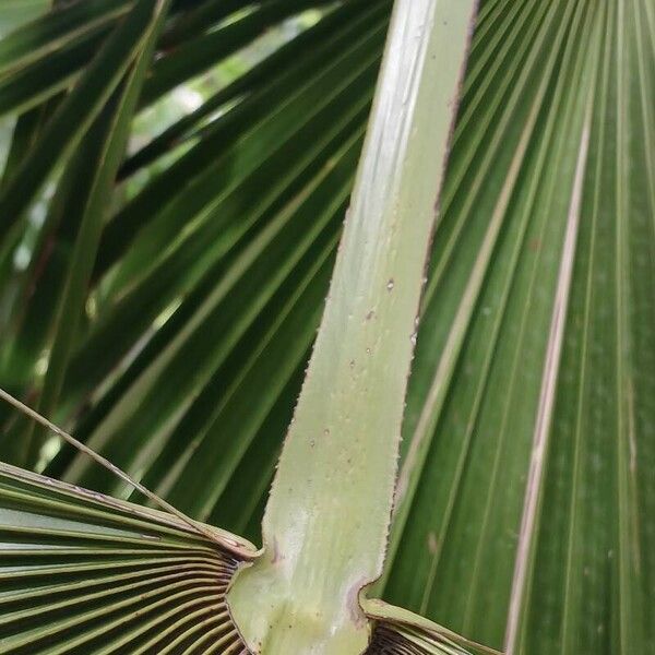 Trachycarpus fortunei Beste bat