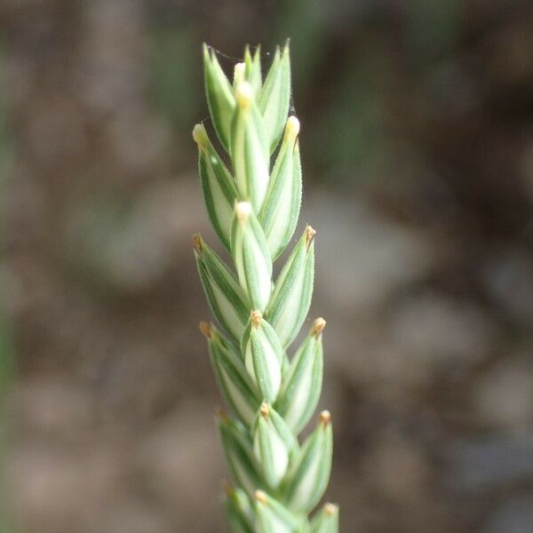 Crucianella angustifolia Flower