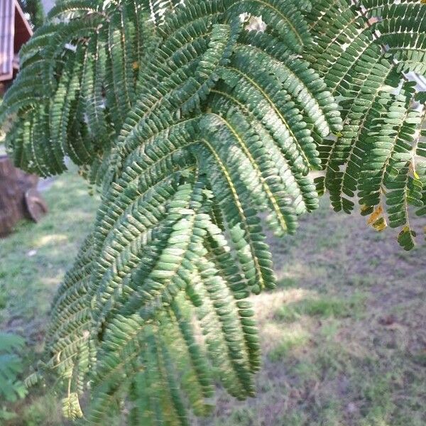 Albizia harveyi Лист