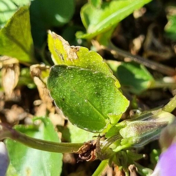 Viola riviniana برگ