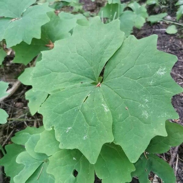 Achlys triphylla List