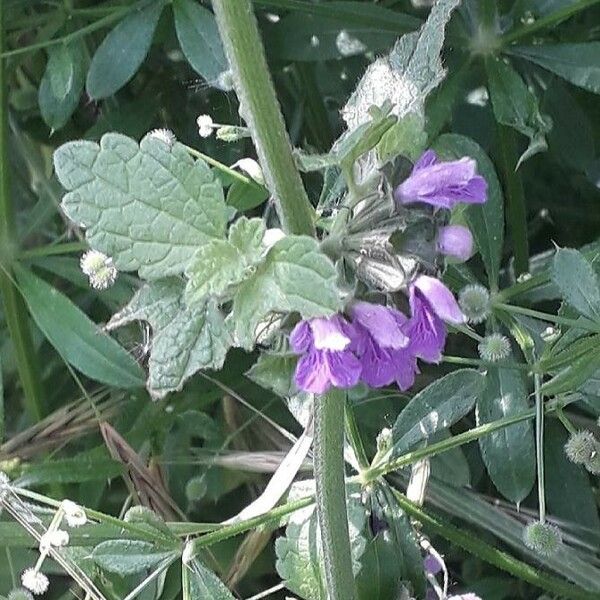 Ballota nigra Flower