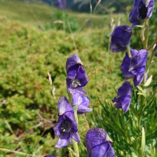 Aconitum napellus Цвят