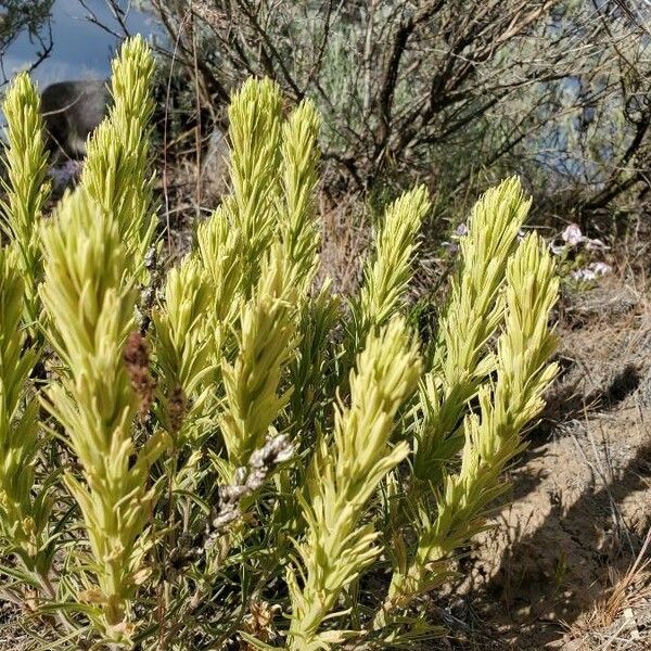 Castilleja cusickii 葉