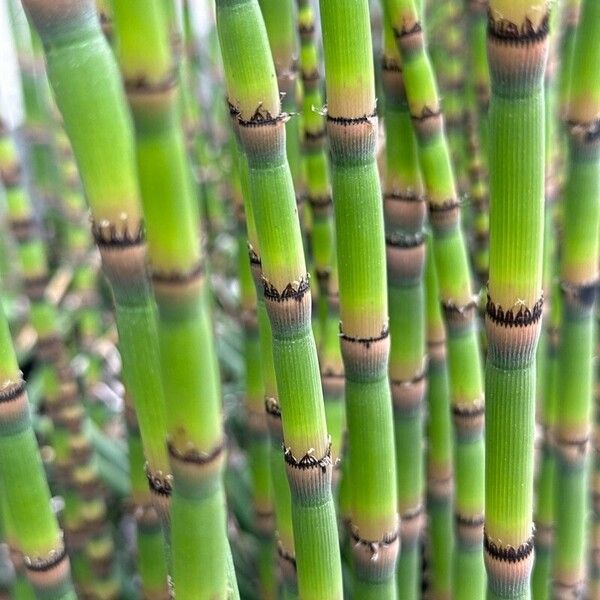 Equisetum hyemale Flor