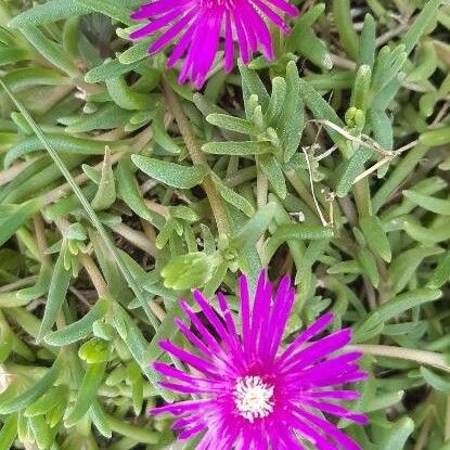 Delosperma cooperi Blomst