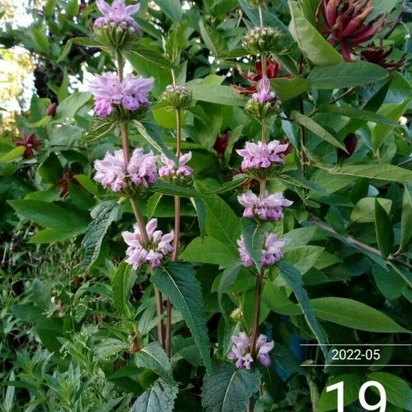 Phlomoides tuberosa Flor