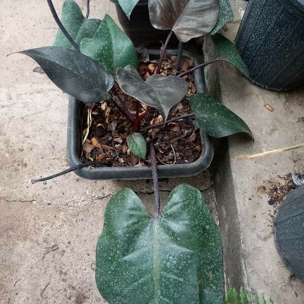 Philodendron erubescens Folha