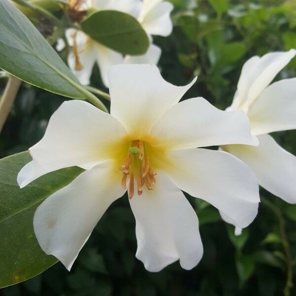 Rhododendron gardenia Kvet