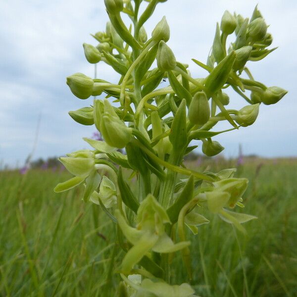 Platanthera algeriensis Hábito