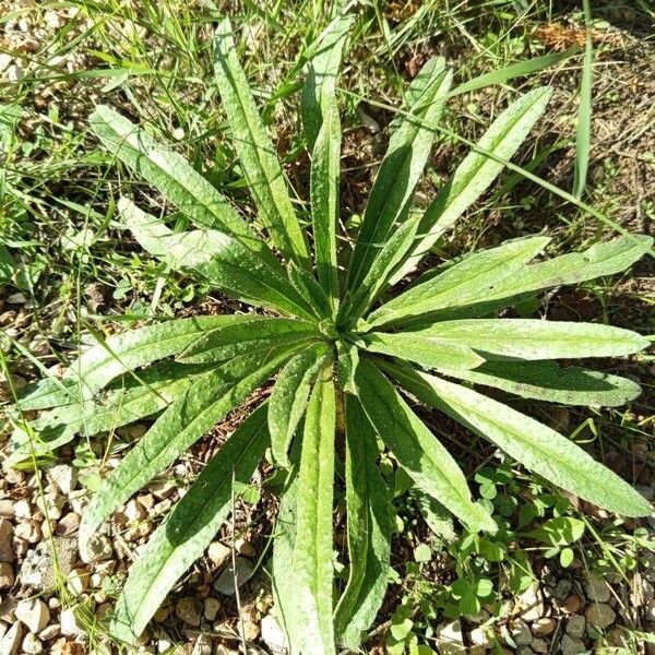 Echium asperrimum ᱥᱟᱠᱟᱢ