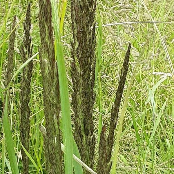 Calamagrostis epigejos Kukka