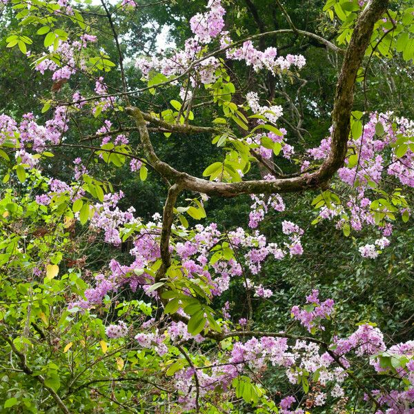 Lagerstroemia speciosa অভ্যাস