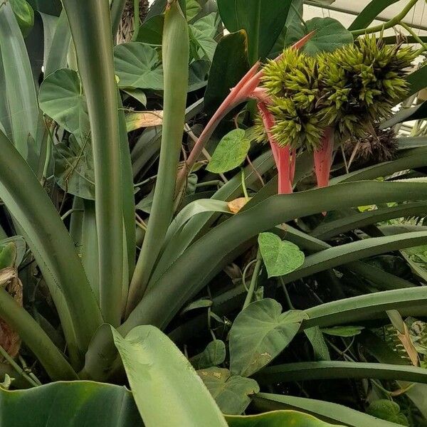 Aechmea aquilega Habitus