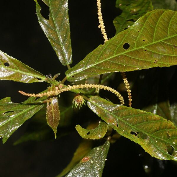 Acalypha apodanthes Yaprak