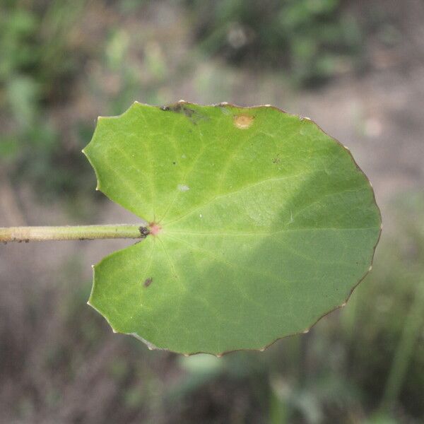 Centella erecta पत्ता