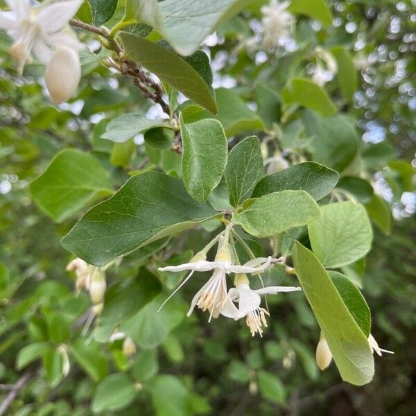 Styrax officinalis ᱵᱟᱦᱟ