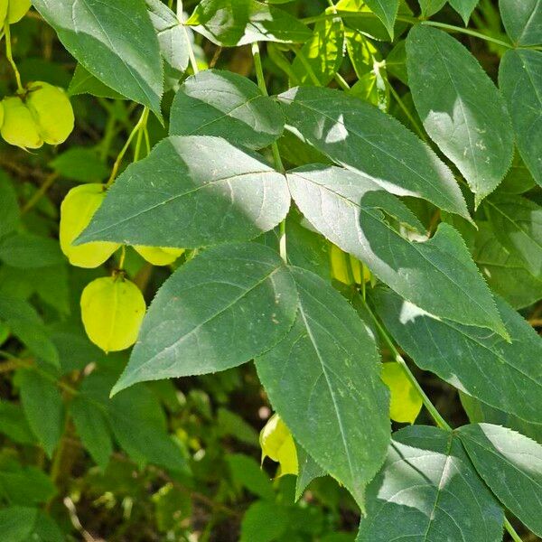 Staphylea pinnata ᱥᱟᱠᱟᱢ