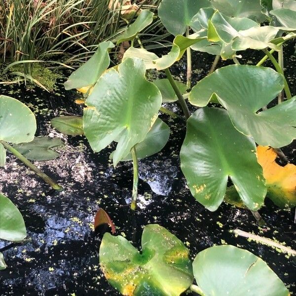 Nuphar polysepala List