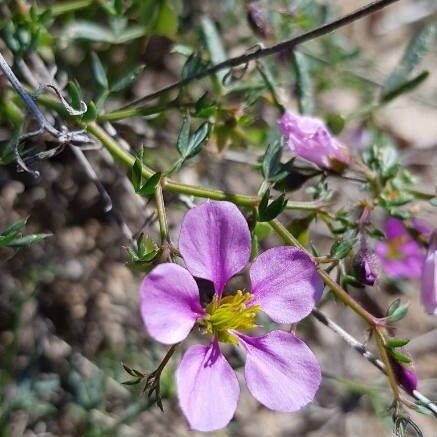 Zygophyllum creticum Flor