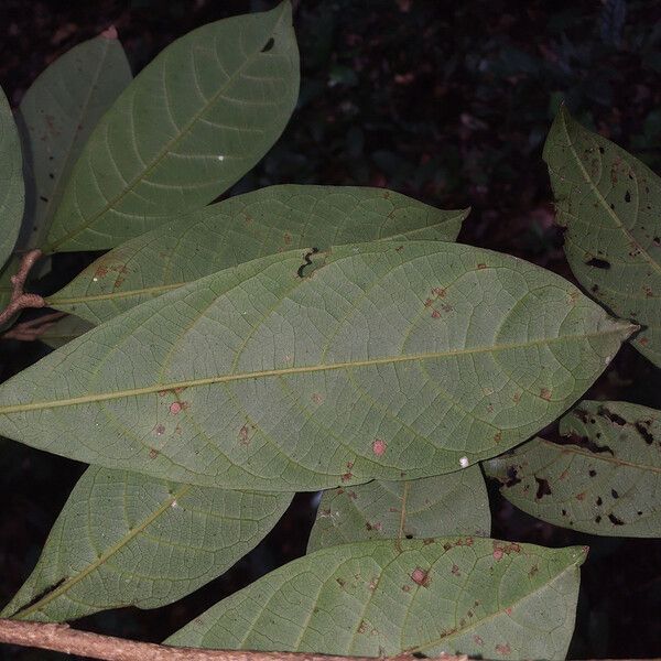 Licania heteromorpha Lehti