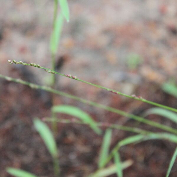 Setaria brownii Blodyn