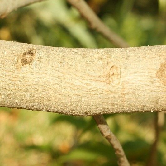 Michelia champaca Bark