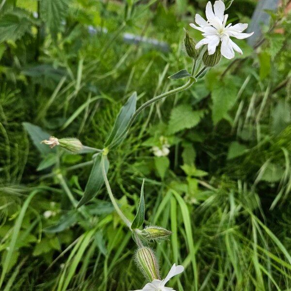 Silene dichotoma Costuma