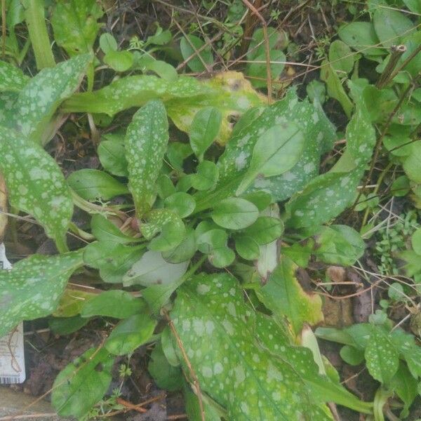 Pulmonaria saccharata 葉