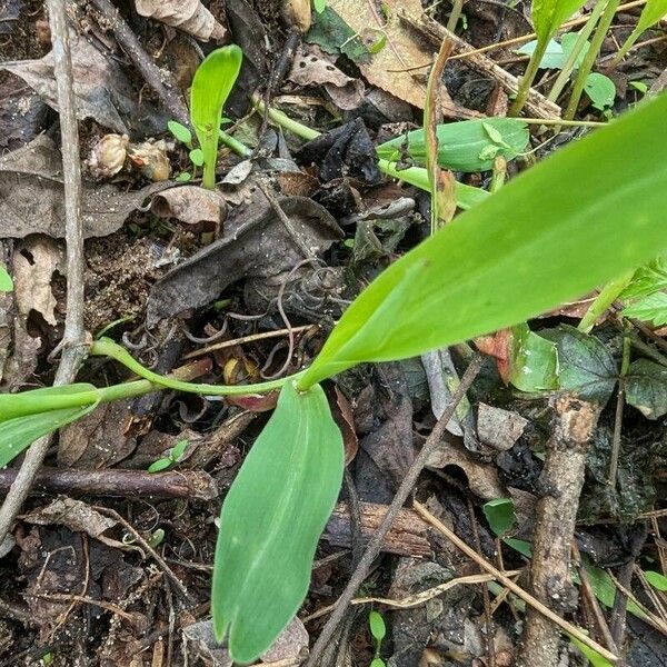 Allium tricoccum Leaf