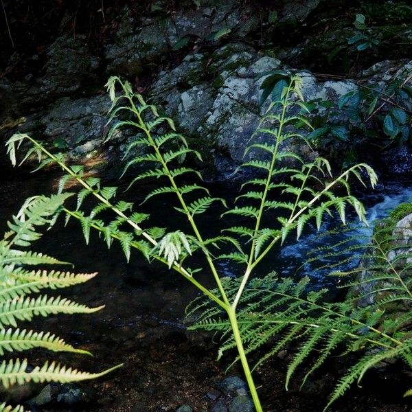 Pteris tripartita Alkat (teljes növény)