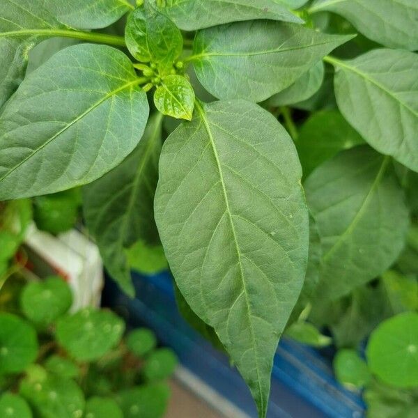 Capsicum frutescens Lehti