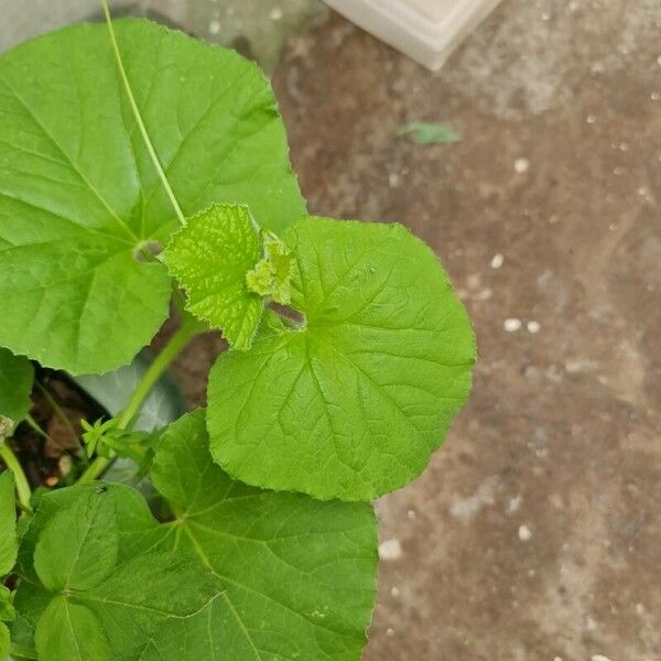 Cucumis melo Hoja