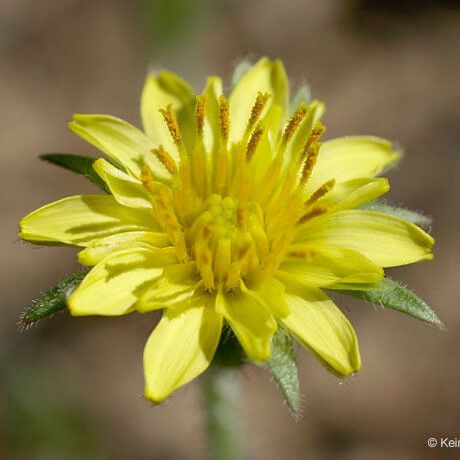 Agoseris heterophylla Blomma