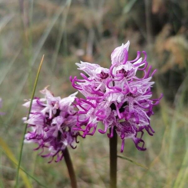 Orchis simia फूल