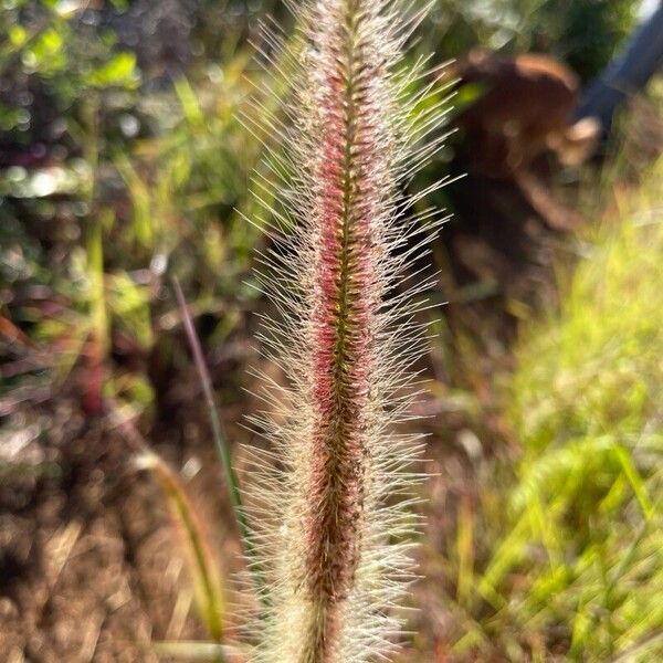 Setaria parviflora Fiore