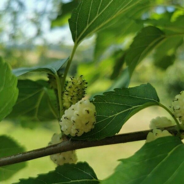 Morus alba Frugt