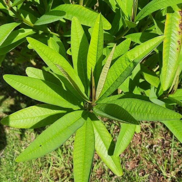 Crotalaria retusa Leaf