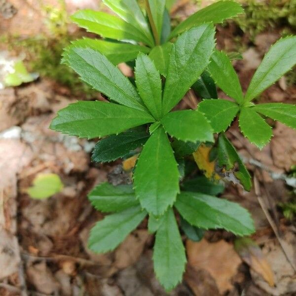 Chimaphila umbellata Blad