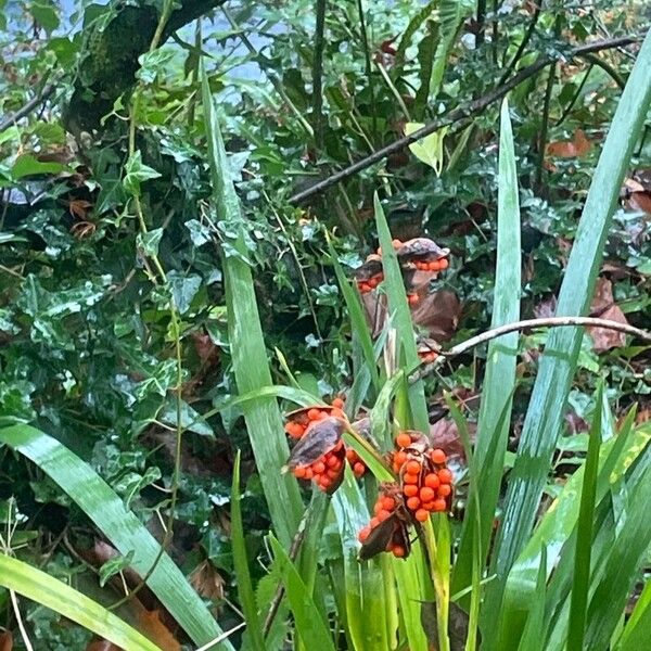 Iris foetidissima Gyümölcs