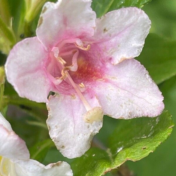 Weigela florida Flower