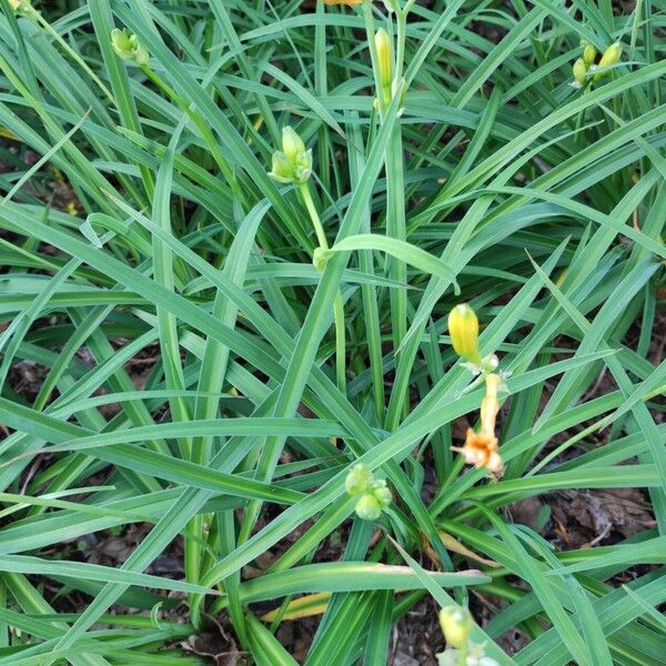 Hemerocallis lilioasphodelus Leht