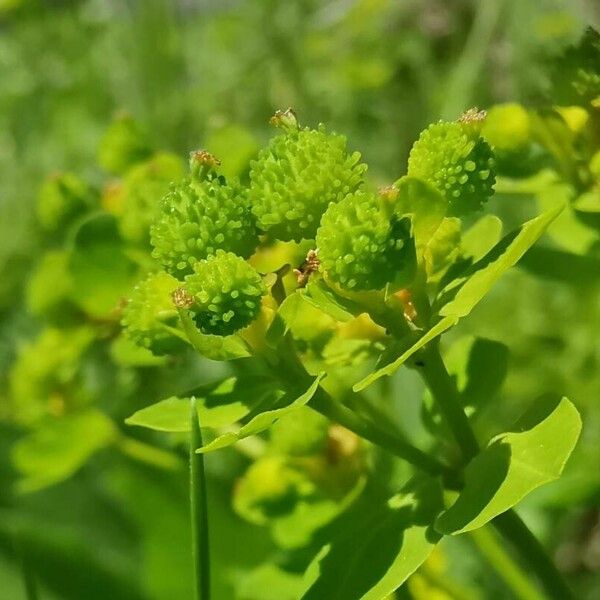 Euphorbia flavicoma Fruto