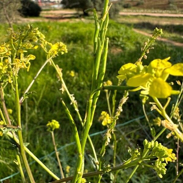 Rhamphospermum nigrum Vili