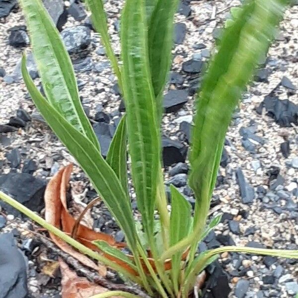 Plantago argentea Feuille