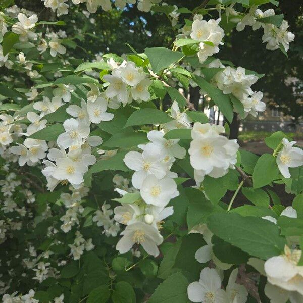 Philadelphus pubescens Flower