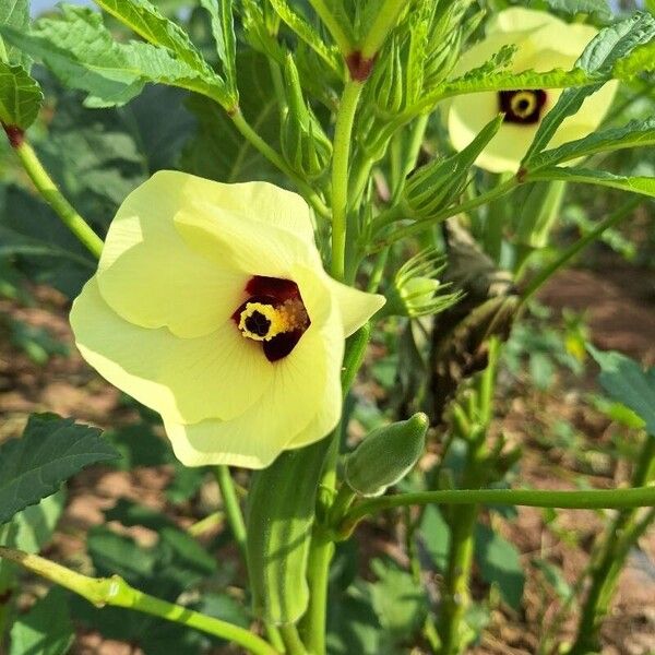 Abelmoschus esculentus Flor