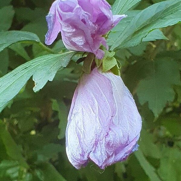 Hibiscus syriacus List